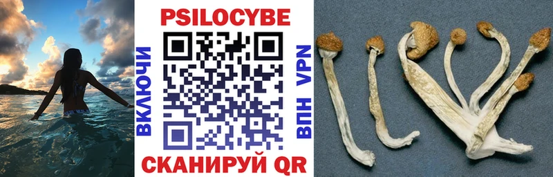 Купить закладки  Дивногорск  Псилоцибиновые грибы прущие грибы 